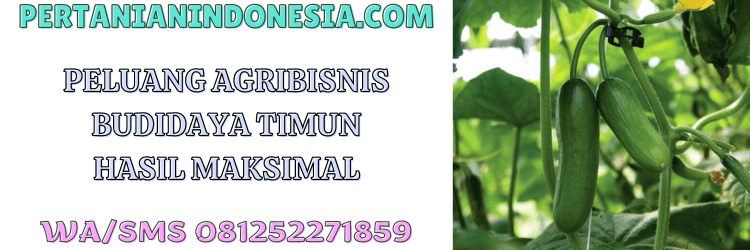 peluang,bisnis,agrobisnis,agribisnis,budidaya timun,mentimun,ketimun